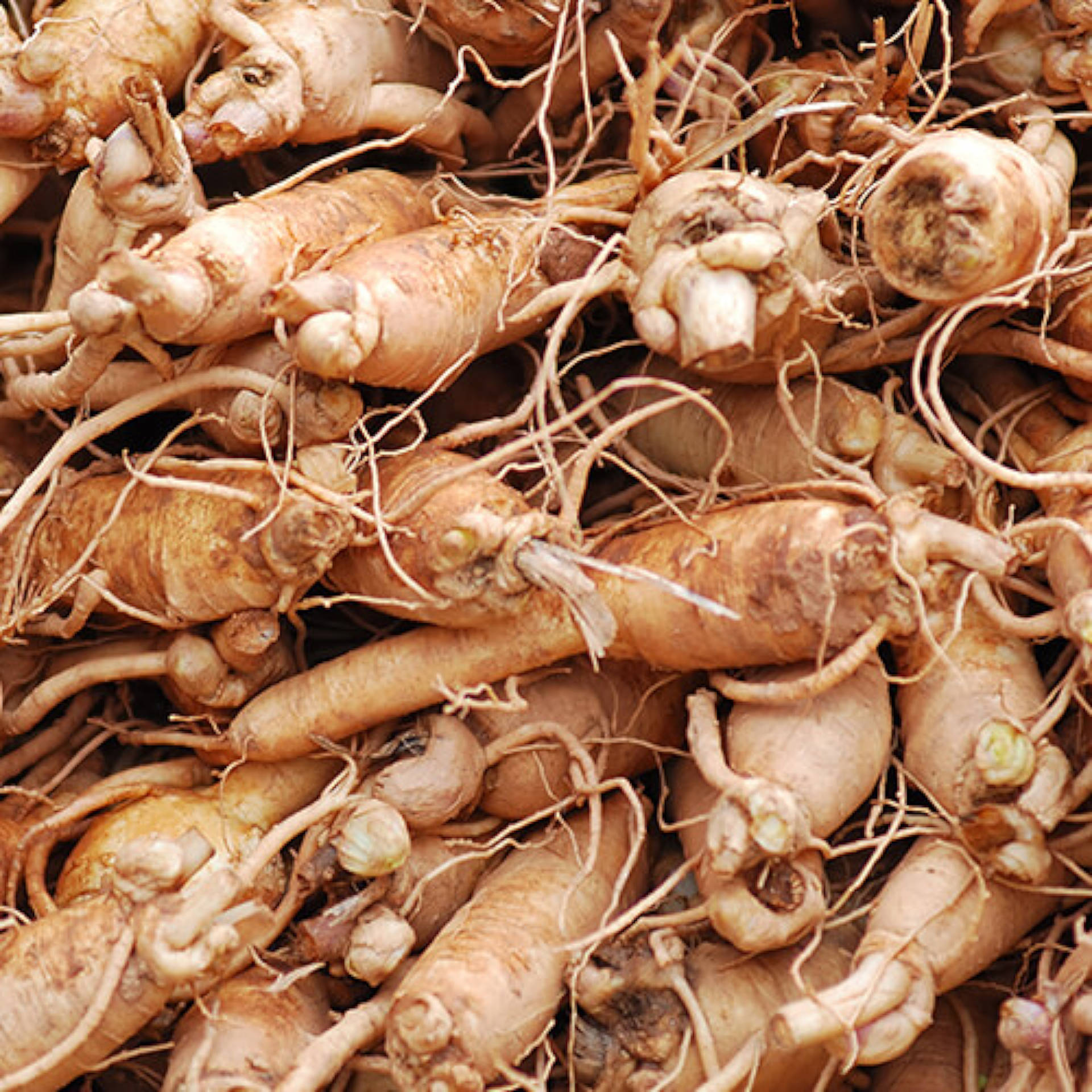 Ginseng