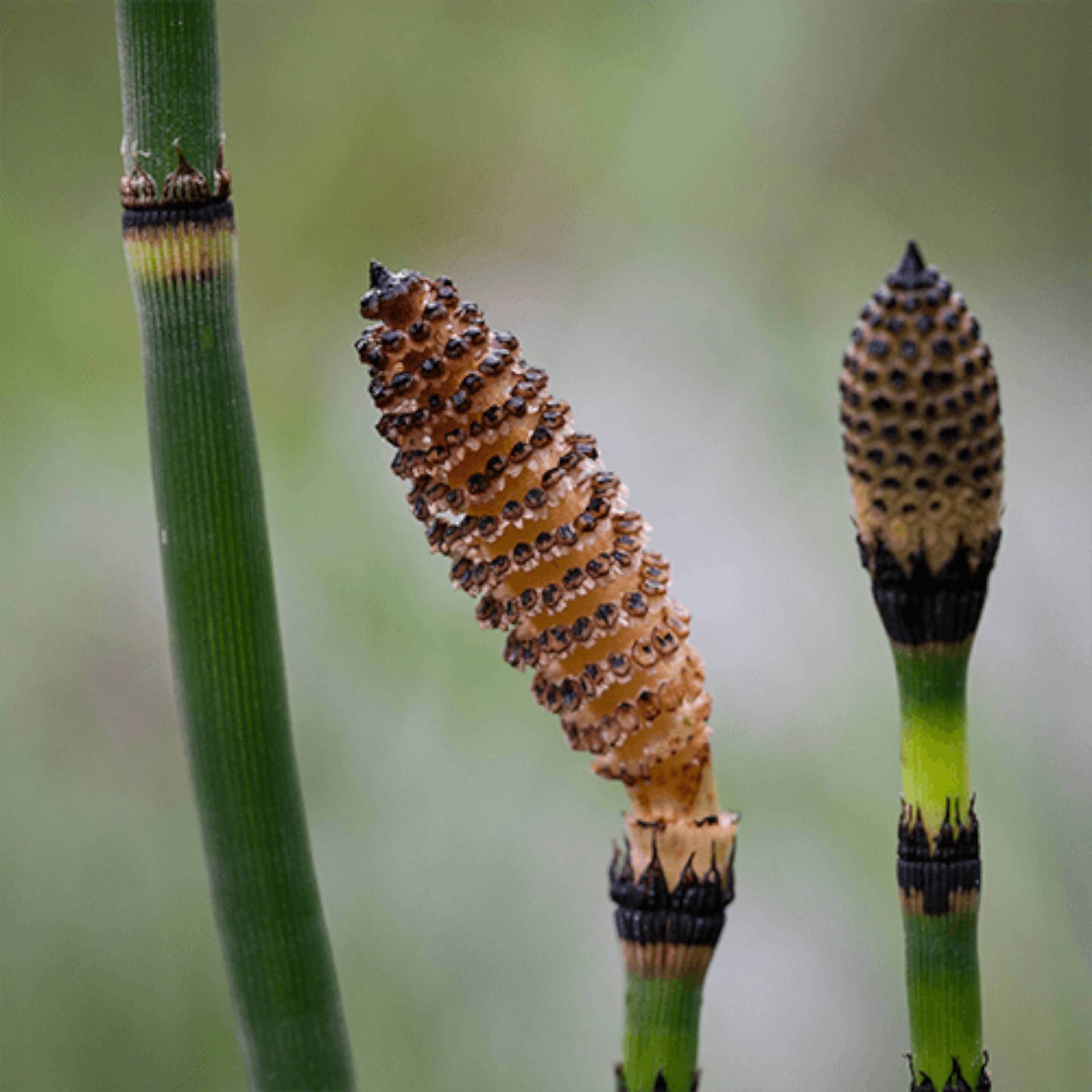 Horsetail Stem and Strobilus