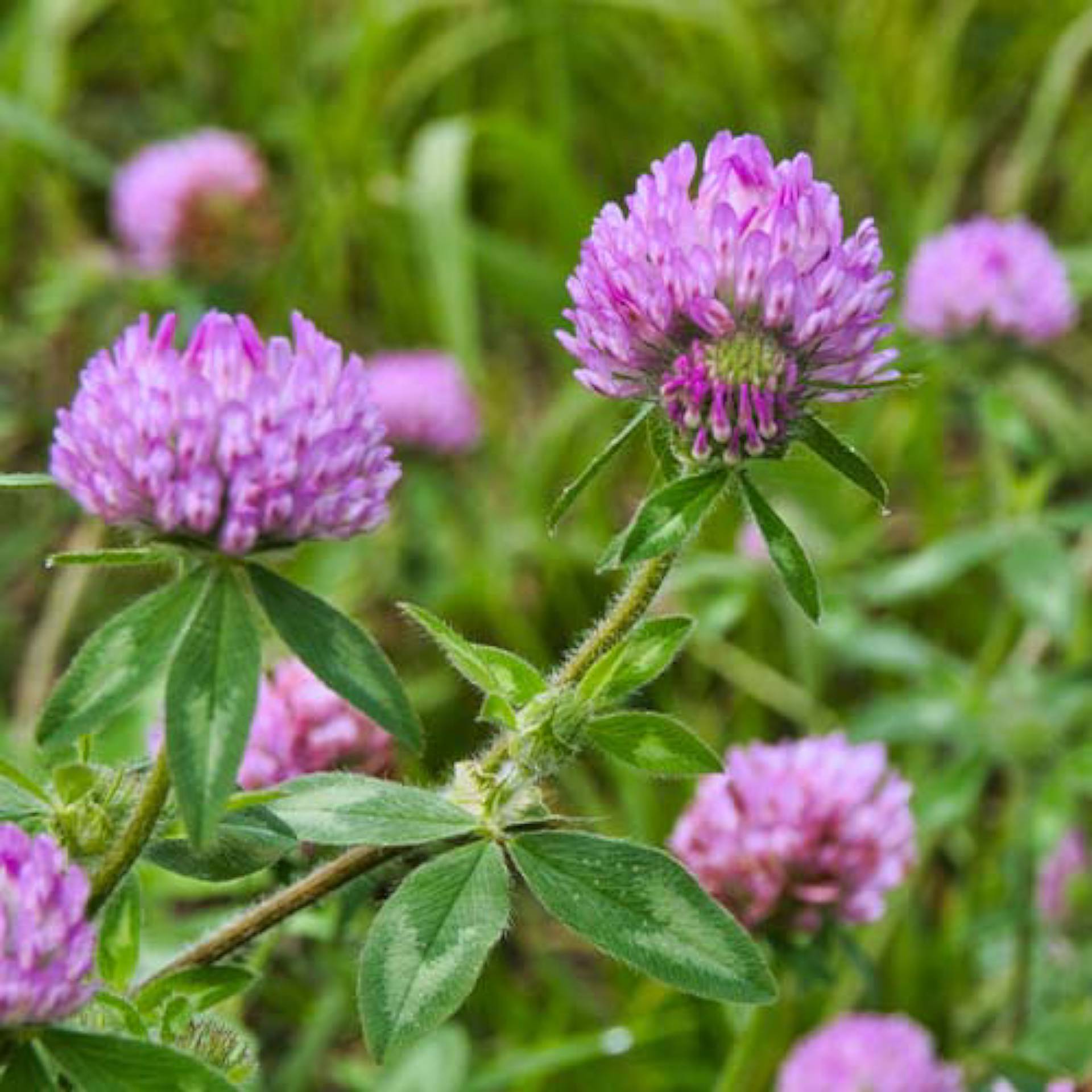 red clover tops